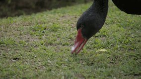 Video of Goose Eating Grass