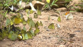 Video of Butterflies In The Wild