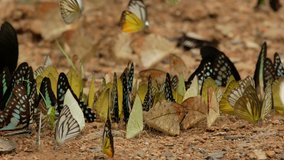 Video of Butterflies In The Wild