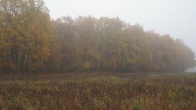 Large autumn meadow with stale grass. Beyond the meadow is a forest with yellow foliage in the fog. Landscape with fog in late autumn. Camera panning - Powered by Shutterstock - Get 15% off with code: PIKWIZARD15