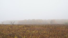 Large autumn meadow with stale grass. Beyond the meadow is a forest with yellow foliage in the fog. Landscape with fog in late autumn. Camera panning - Powered by Shutterstock - Get 15% off with code: PIKWIZARD15