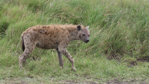 Hyena is walking back in the bush. Serengeti, Tanzania, Africa