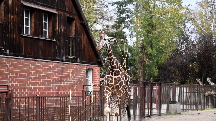 Giraffe walks in his territory. Funny adult giraffe.