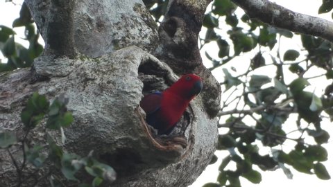 A female eclectus parrot calling her pair while sitting in front of its nest hole in west papua, indonesia