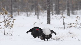 Black Grouses lekking on the snow. Scientific name : Tetrao Tetrix. Natural habitat. Early Spring. 