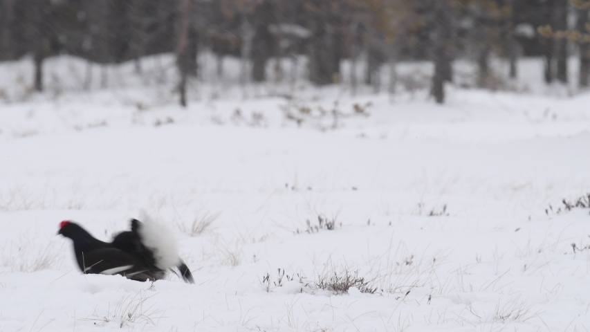 Black Grouses lekking on the snow. Scientific name : Tetrao Tetrix. Natural habitat. Early Spring. 