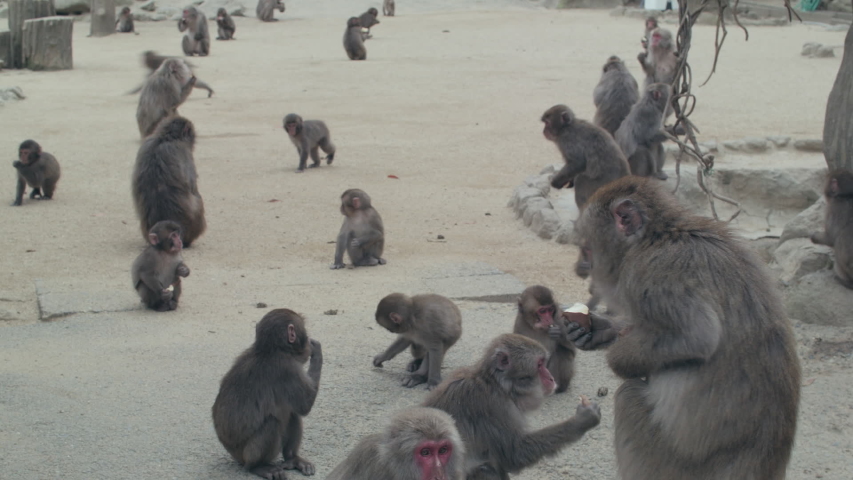 Many Monkeys Gathered Running in Stock Footage Video (100% Royalty-free ...