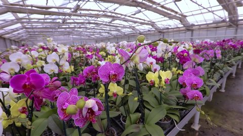 Panorama Of A New Greenhouse Stock Footage Video 100 Royalty Free 1034290184 Shutterstock