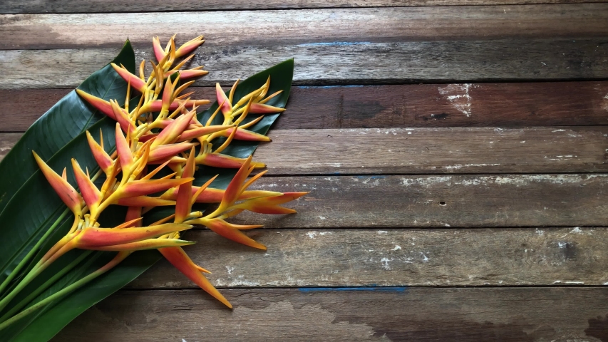 Beautiful Heliconia flowers bouquet on old wood plank and books, natural light, 