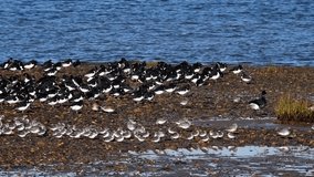 Dunlins and Oystercatchers resting on coast at high tide