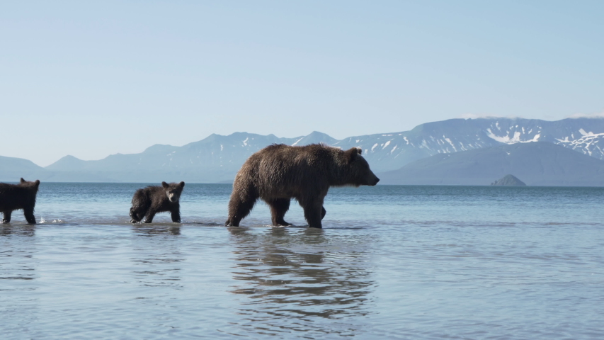 Fishing bears of the Kuril lake | Shutterstock HD Video #1042121197
