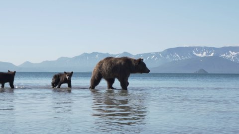 fishing bears of the Kuril lake