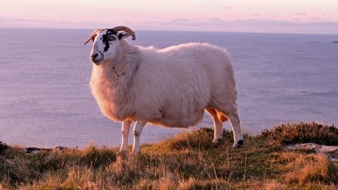 Sheep enjoying the sunset at the Slieve League cliffs in County Donegal, Ireland.
