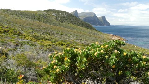 Crane pan of Cape Point pin cushion fynbos, green sloping land blue sea & distant mountain peaks sea cliffs, South Africa