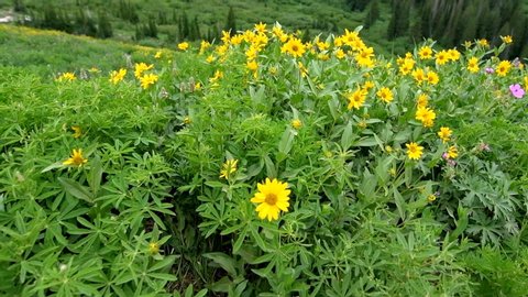 Albion Basin, Utah summer 2019 meadows trail in wildflowers season in Wasatch mountains panning of many yellow Arnica sunflowers flowers in slow motion