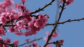 Video of sakura cherry blossom 