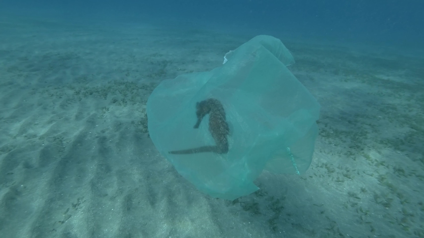 Male hand of a diver-volunteer frees a Seahorse entangled in a plastic bag. Plastic pollution of the ocean, plastic garbage in the water killing animals. Sea Horse from in plastic bag | Shutterstock HD Video #1042143367