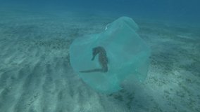 First person view, Male hand of diver-volunteer frees Seahorse entangled in plastic bag. Plastic pollution of the ocean, plastic garbage in the water killing animals. Sea Horse from in plastic bag