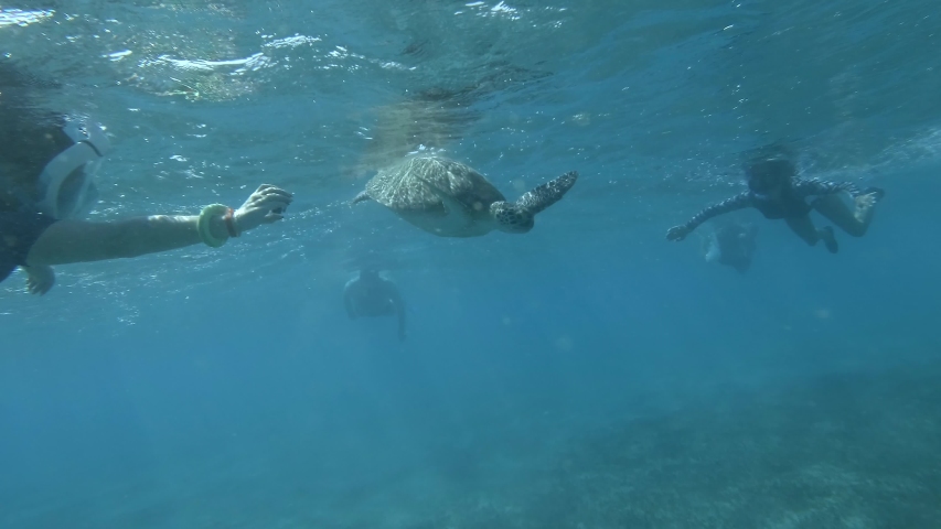 Group of snorkelers looks at on Green Sea Turtle and take pictures of her under surface of the water. 4K/50fps