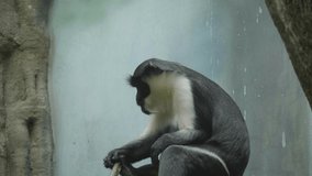 A monkey on the epic pose of solving his problems.