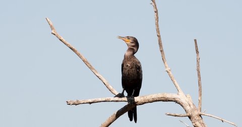 Close up of a Neotropic cormorant (Phalacrocorax brasilianus) panting in hot weather, South Pantanal, Brazil.