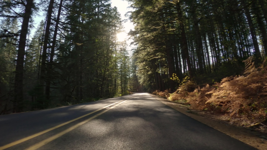 Driving On Empty Forest Road On A Sunny Day In Autumn, Beautiful Dappled Light, Oregon, USA  Royalty-Free Stock Footage #1042157908
