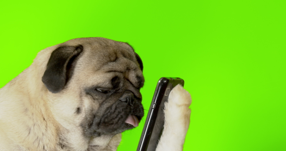 Funny pug dog looking at phone, watching something. Holding smartphone in paw, like human. Fake paw. Joke, prank. Green screen. Online food delivery concept Royalty-Free Stock Footage #1042159177