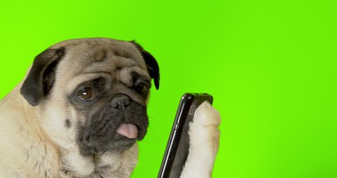 Funny pug dog looking at phone, watching something. Holding smartphone in paw, like human. Fake paw. Joke, prank. Green screen. Online food delivery concept