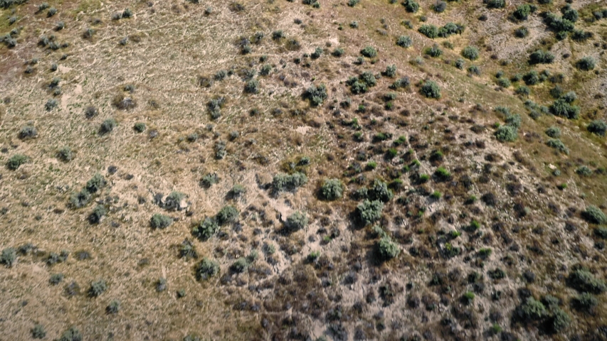Aerial: Spring Flowers on the hills during the the super bloom. Carrizo Plain National Monument, California, USA