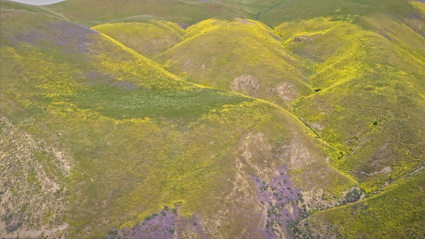 Aerial: Spring Flowers on the hills during the the super bloom. Carrizo Plain National Monument, California, USA