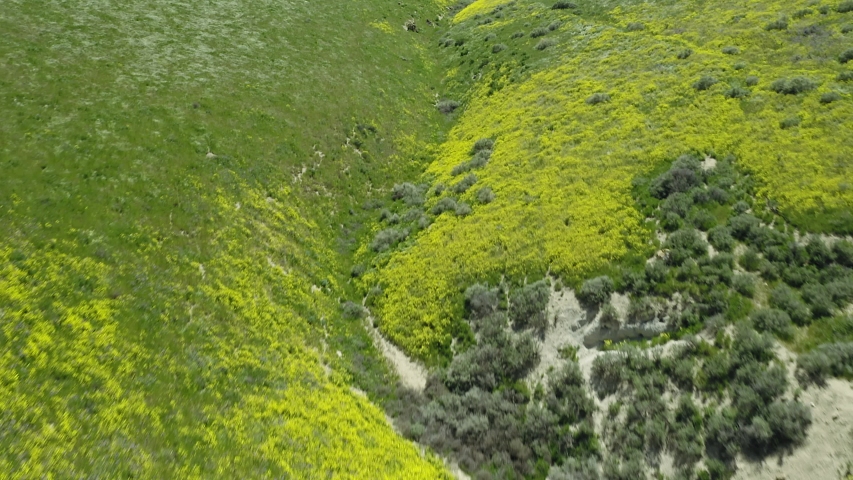 Aerial: Spring Flowers on the hills during the the super bloom. Carrizo Plain National Monument, California, USA 
