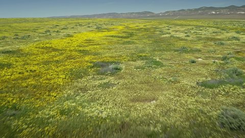 Bright spring flowers in the desert during the super bloom, Carrizo Plain National Monument, California 