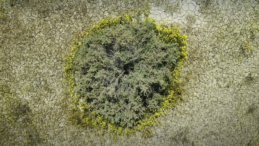 Bright spring flowers in the desert during the super bloom, Carrizo Plain National Monument, California