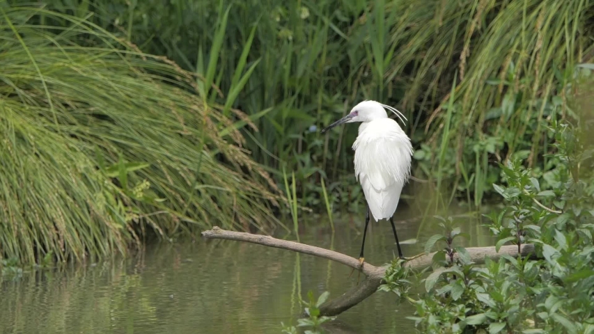little egret in natural habitat (egretta garzetta)