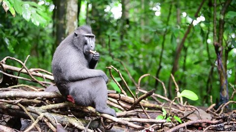 The Celebes crested macaque sits on tree branches in the forest. Crested black macaque, Sulawesi crested macaque, or the black ape. (Macaca nigra).  Natural habitat. Sulawesi Island. Indonesia