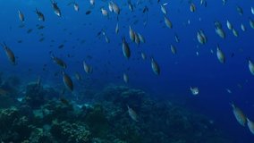 School of quick swimming fish and deep coral reef. Underwater video from scuba diving in tropical blue ocean. Marine life footage. Scuba adventure travel, footage with fish vortex. Aquatic wildlife.