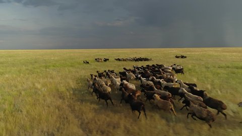 Flight with large herd group flocks sheep livestock running through field steppe yellow grass run away from a thunderstorm dark dramatic sky clouds horizon slowmotion. Environment ecology extinction