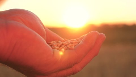 Pouring wheat grain in the hands at sunset. agriculture concept. Organic grain. harvesting grain. farmers hands pour wheat grain from palm to palm in rays of a beautiful sunset over field. close-up.