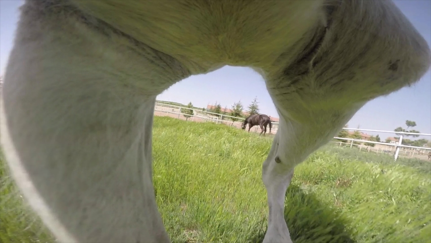 Horse cam. Horse cams. Camera shooting under Horse Video.