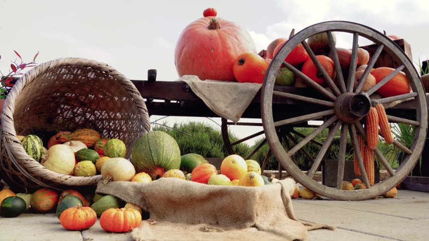 Autumn Halloween, Ancient wagon with Pumpkins. Ripe autumn vegetables in a old wooden cart. . Sensation in Fuji Kawaguchiko, Japan.