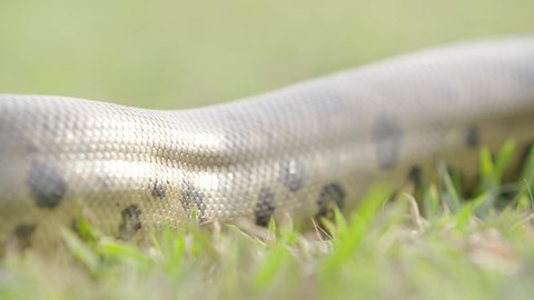 Anaconda slithers by camera in Venezuela