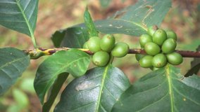 Move Shot of coffee tree with red and green berries on branches at the coffee plantation. Cafe beans on trees in mountain of Chiang rai Thailand. footage video B Roll scene 4k. for insert Advertising.