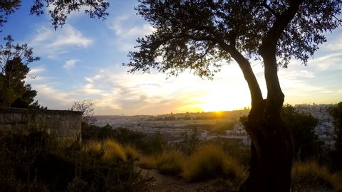 Sunset timelapse over the Old City of Jerusalem, with olive tree in the foreground