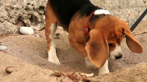 Beagle Digger Dog diligently wants to dig up something in sand