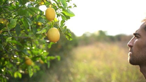 Farmer picking lemon fruits from lemon trees agricultural orchard in the Mediterranean