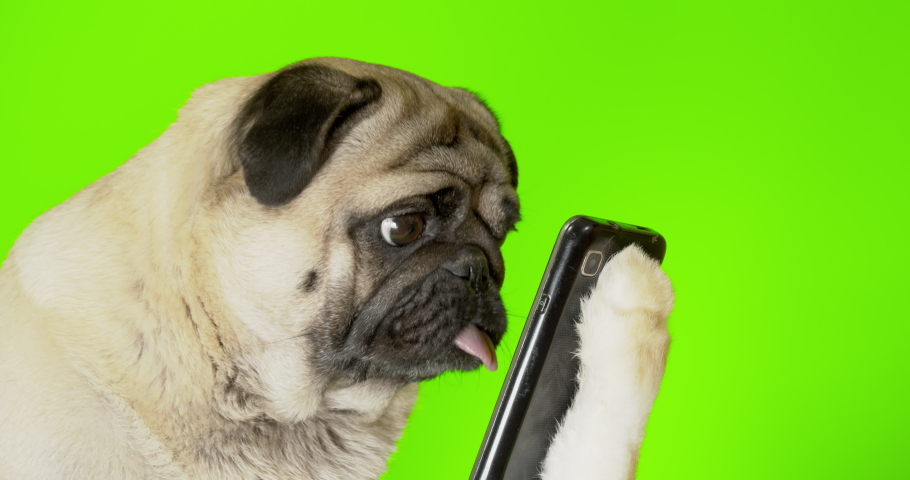 Funny pug dog looking at phone, watching something. Holding smartphone in paw, like human. Fake paw. Joke, prank. Green screen Royalty-Free Stock Footage #1042215985
