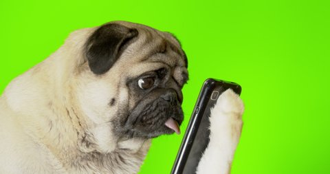 Funny pug dog looking at phone, watching something. Holding smartphone in paw, like human. Fake paw. Joke, prank. Green screen