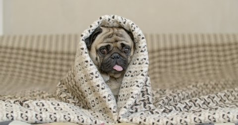 Cute sweet beauty pug dog wrapped, covered in a blanket, plaid. Looking funny. Warm at home, basking. Sunny cold day. Home comfort, cosiness, laziness concept