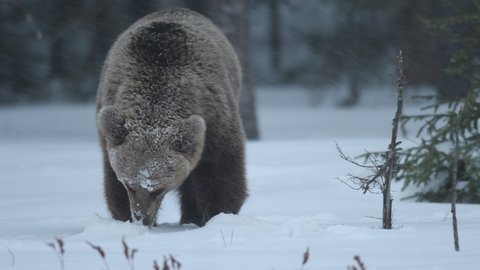 Wild adult Brown bear in the snow in winter forest. Adult Big Brown Bear. Scientific name: Ursus arctos. Natural habitat. Winter season