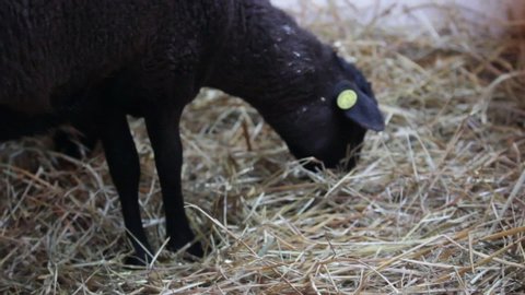 close up to the head of a black sheep with a plastic marking on its left ear eating grass inside a gate in a farm